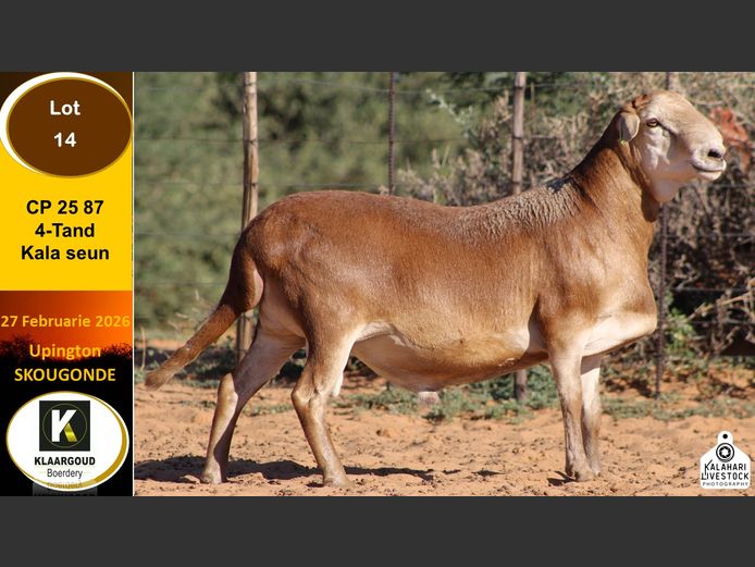 CP 25 87 | Chris Potgieter & Christia Scholtz - Klaargoud Boerdery