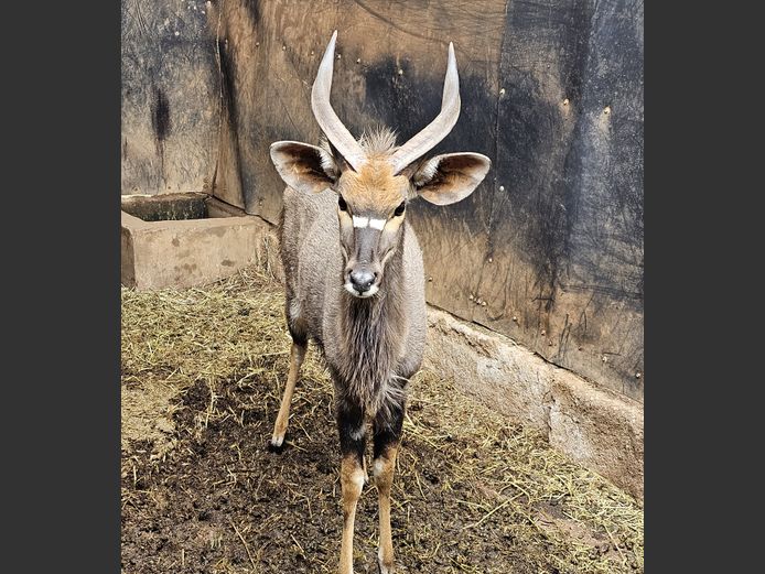 NYALA | RAASBLAAR