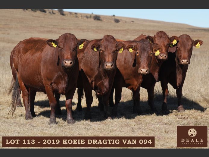 Dragtige koeie