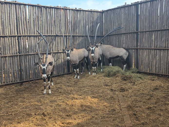 GEMSBOK | HANLEY 2