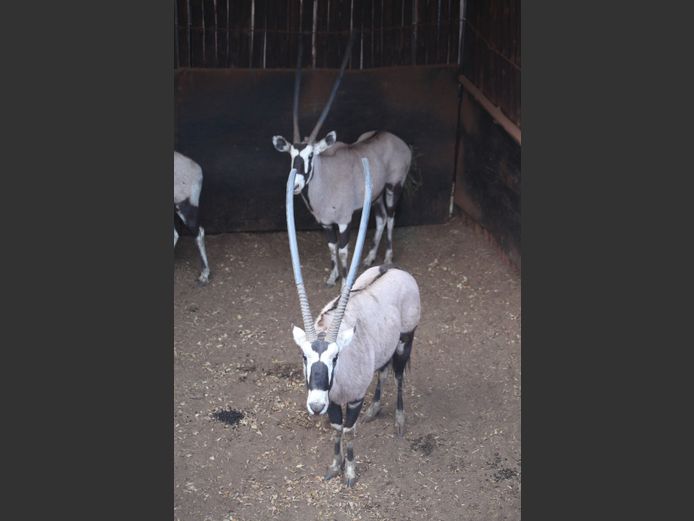 GEMSBOK