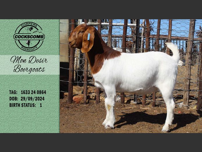 1633 24 0864 | Mon Desir Boergoats