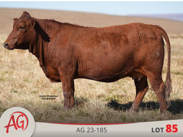 AG230185 | ARTHUR DE VILLIERS & SEUN