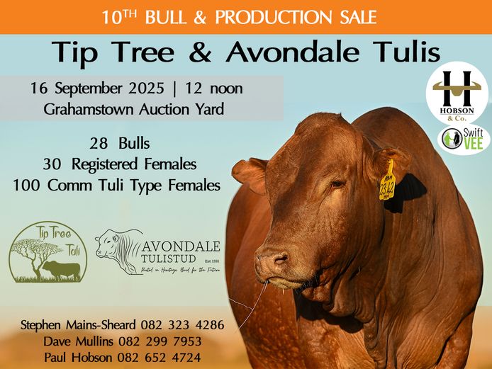 TIP TREE & AVONDALE TULI 10TH BULL & PRODUCTION SALE