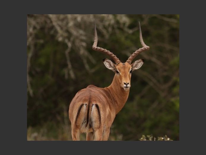 Impala Rams | Kwandwe