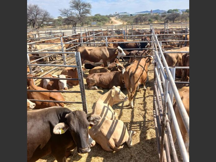 COWS | DOLL FARMING PREMIUM AUCTION