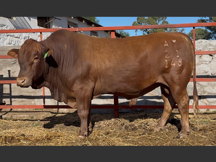 AM  210148 | ALPHA OMEGA TULI STUD PTY LTD