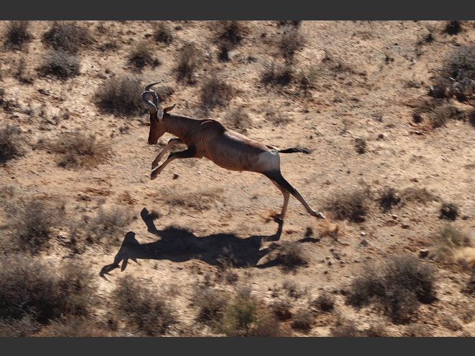 Red Hartebeest Bulls | SANParks - Mokala National Park