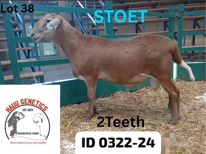 24-0322 | KAUU GENETICS