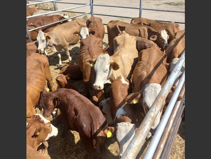 COWS WITH CALVES  | DOLL FARMING PREMIUM AUCTION