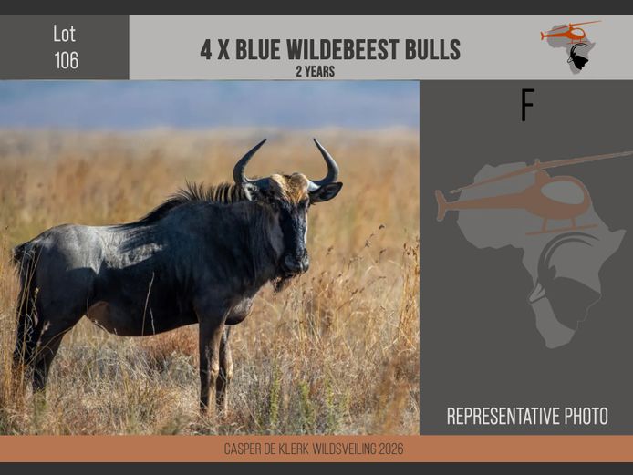 Blue Wildebeest
