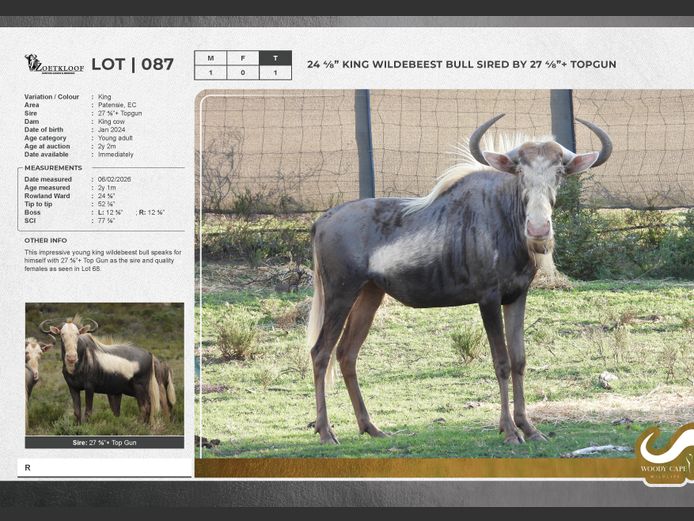 Wildebeest - King | Zoetkloof Game Breeders.