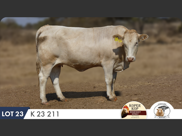 K230211 | KOPERKOP HUGENOOT STOET