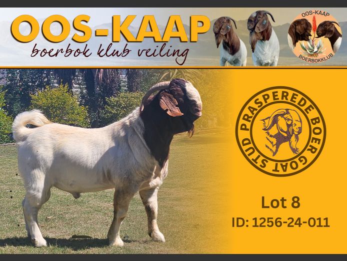 24-011 | Prasperede Boerbok Stoet