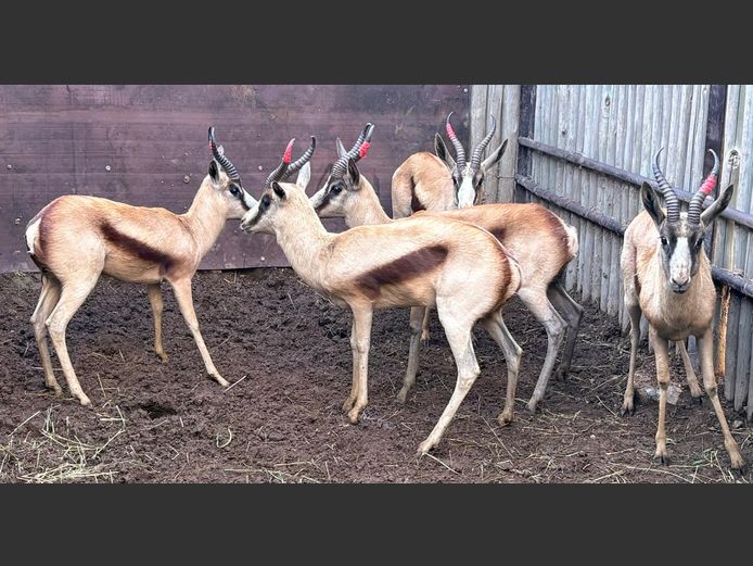 Koper Springbok Jagramme