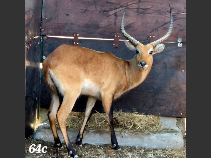 LECHWE | KEY GAME