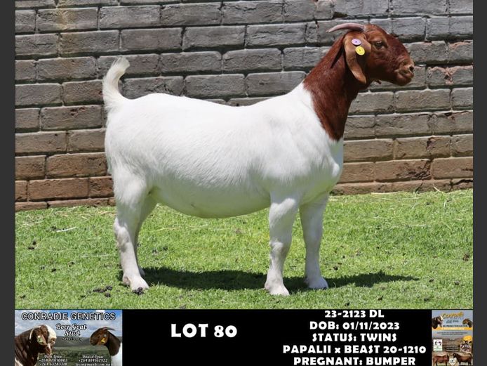 23-2123 DL | DAWID LOUW