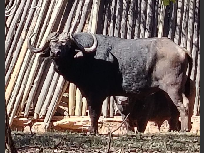 BUFFALO 41 ½” | ENTABENI