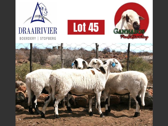 NS24-114 | Draairivier Boerdery