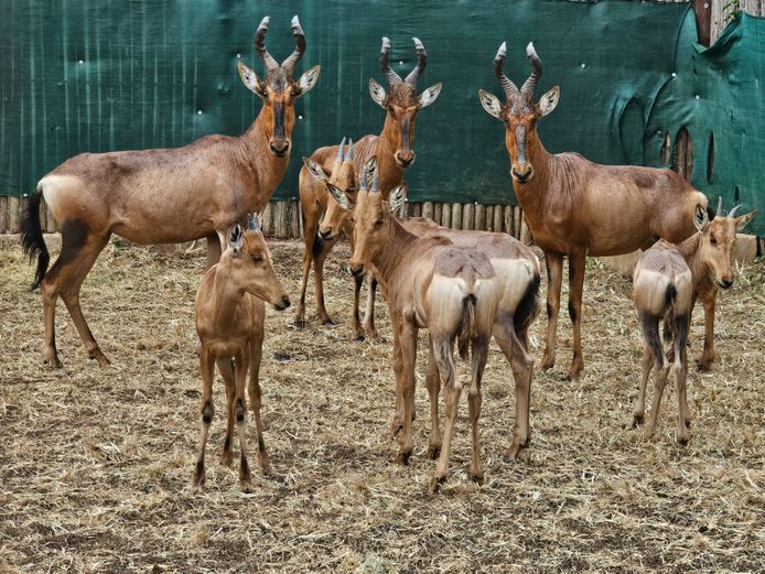 RED HARTEBEEST | ZEEKOEVALLEY