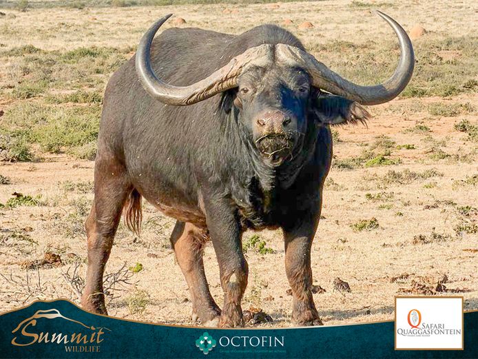 45 3/8" BUFFALO BUL
