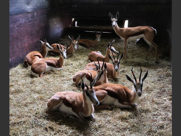KALAHARI SPRINGBOK | ZIONSHEUVEL TRUST