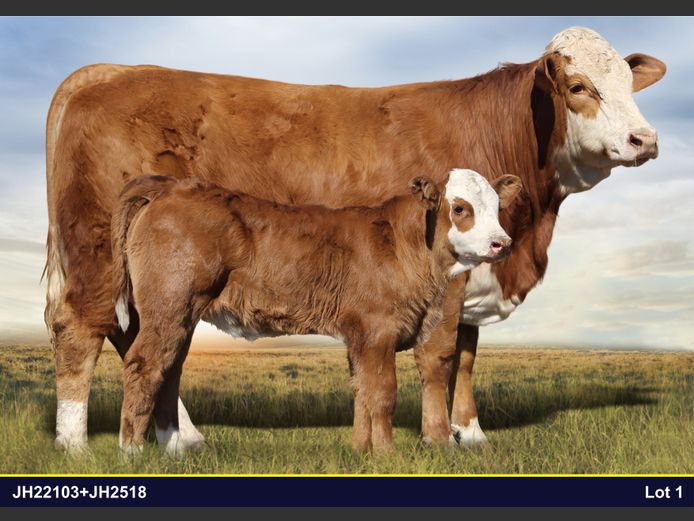 JH22103 | JH VAN BILJON