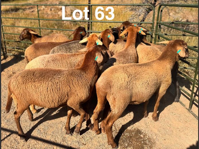 Ewes | S.Kirsten