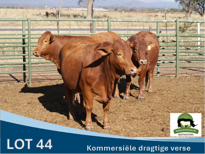 Commercial Animals | Rhenostervallei Beefmasters