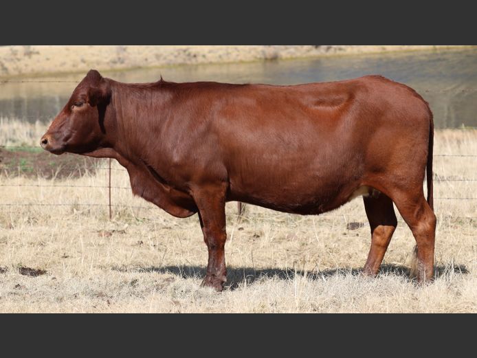 HBH 170049 | CLARK CATTLE COMPANY PTY LTD
