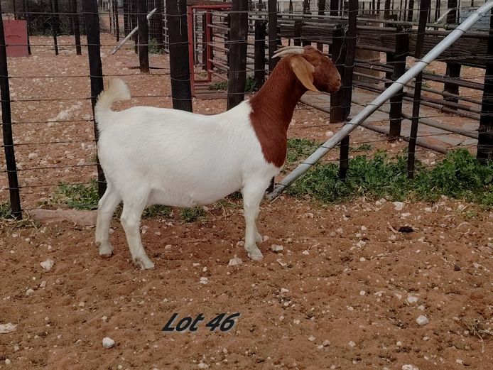 2245250195 | PUTZONDERWATER BOERBOKSTOET