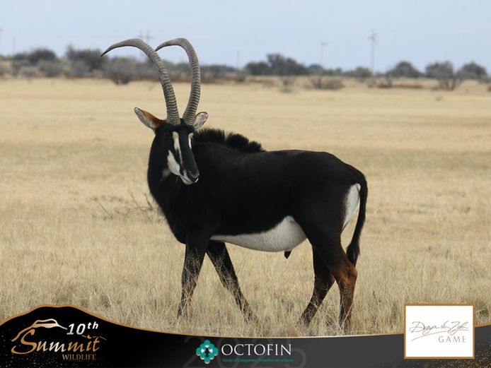 46" Sable Bull	