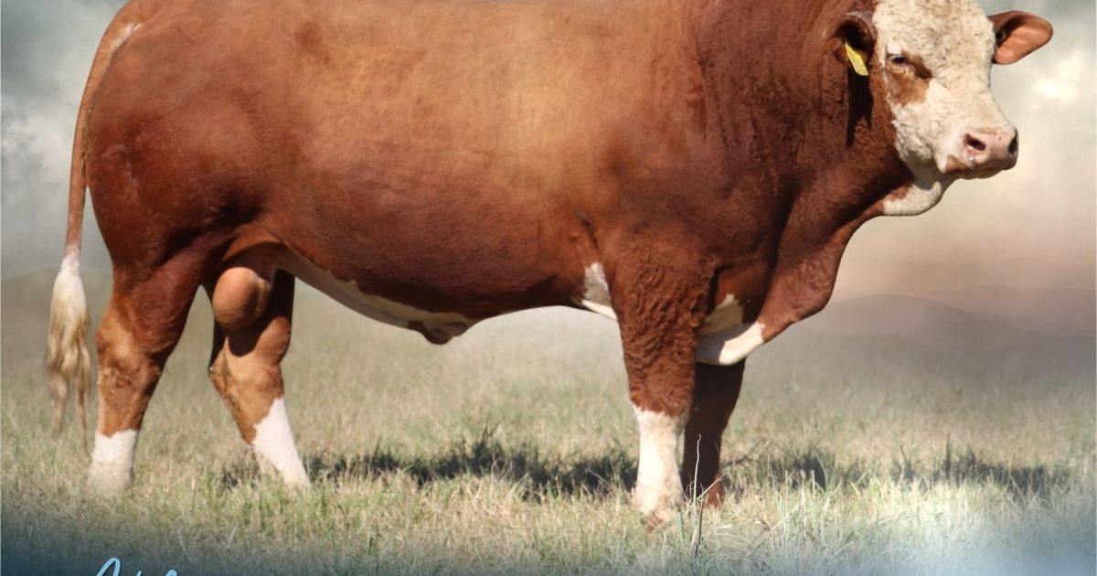 Lot 52 | OKABRA SIGNATURE SALE | SwiftVEE | South Africa’s Leading ...