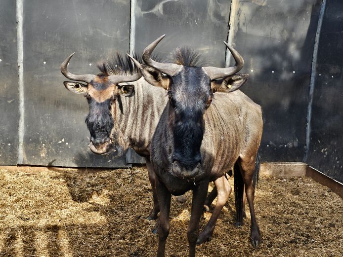 BLOUWILDEBEES | INGILOZI