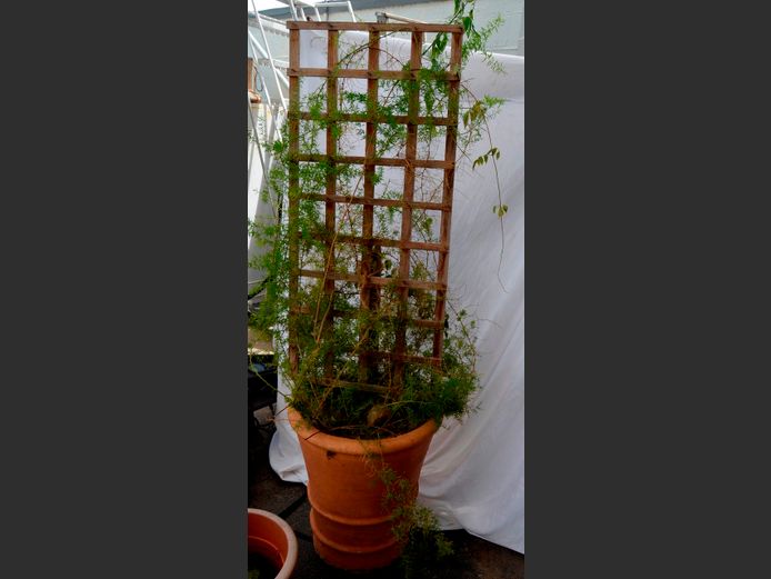 LARGE TERRACOTTA PLANTER WITH PLANT, 53cm Diameter x 61cm High