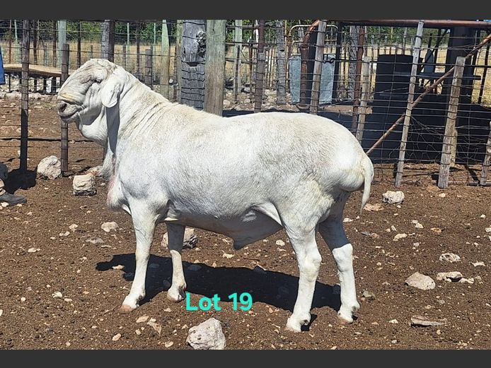 290 S | Neels Coetzee Stud