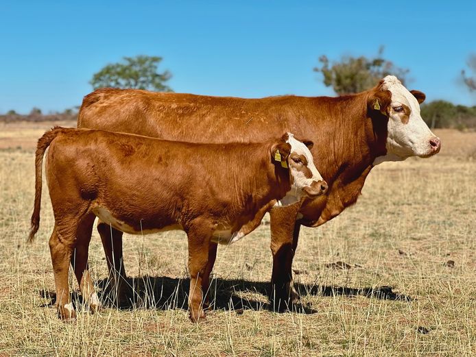 OB2229 | ZINKEV SIMBRA