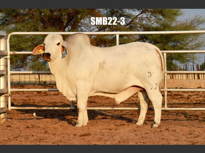 22-0003SMB | SIDNEY MARTIN BRAHMANS