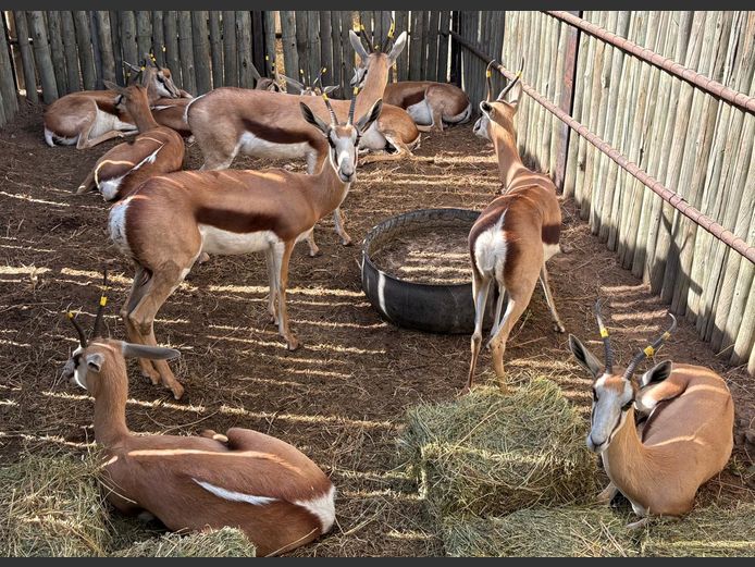 Kalahari Springbok Ooie