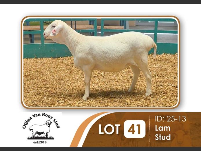 25-013 | BILLY KAZONGANGA