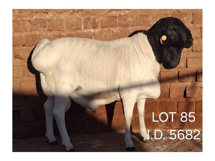 5682 | FRANCOIS VAN RENSBURG