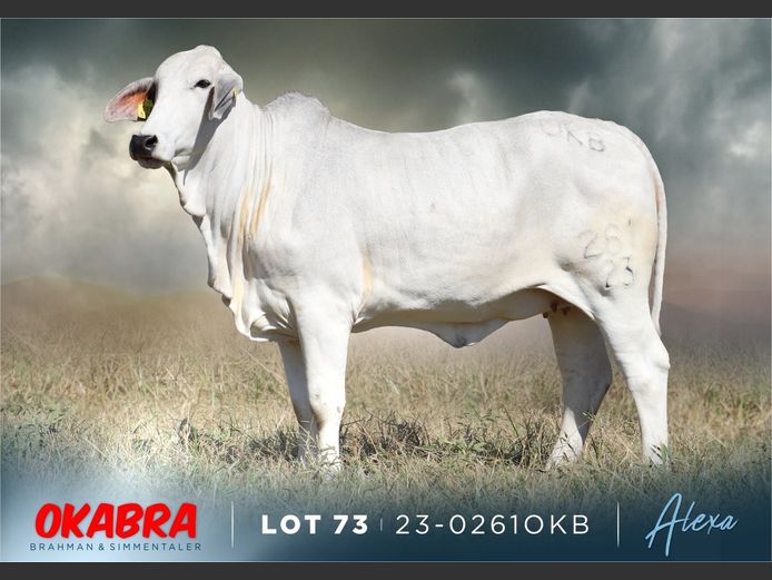23-0261 OKB | OKABRA BRAHMAN