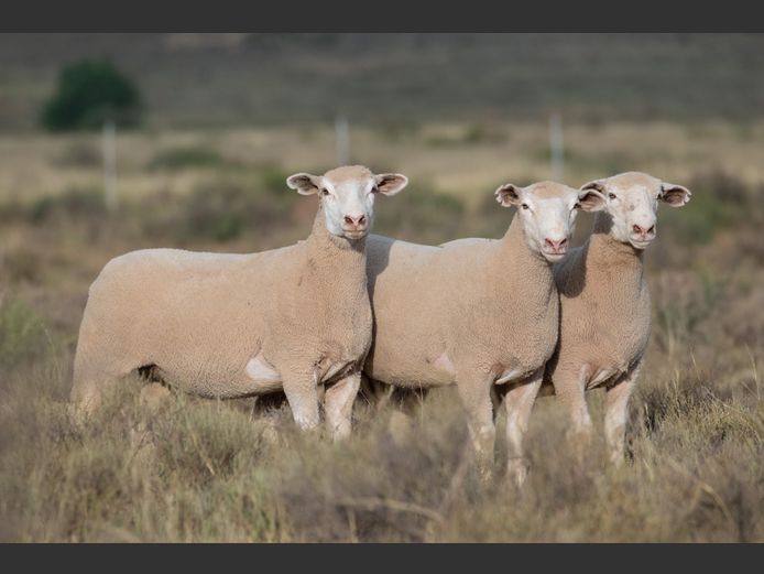 DZ 250079 | 2 STEYNS BOERDERY