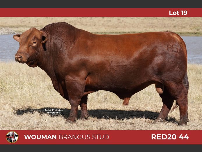 RED2044 | WOUMAN BRANGUS