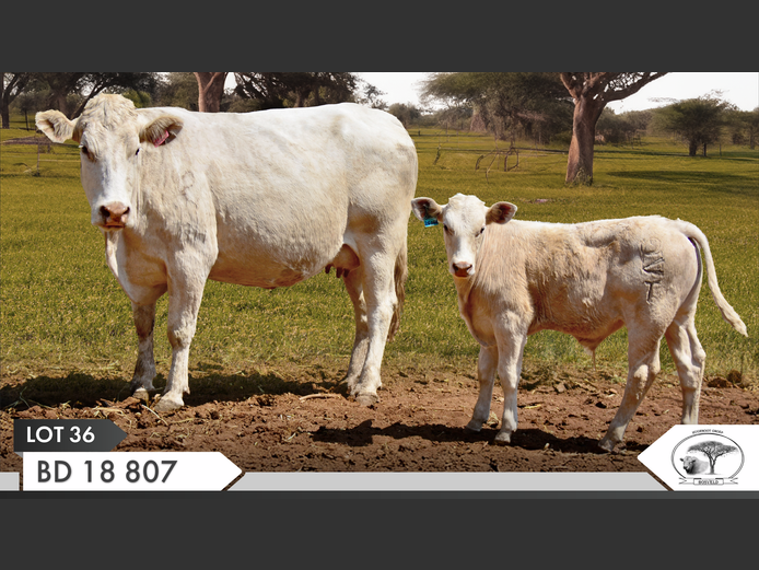 BD 180807 | YARI STUD