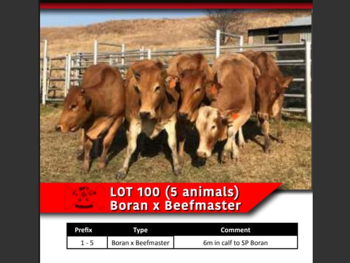 BORAN x BEEFMASTER COWS