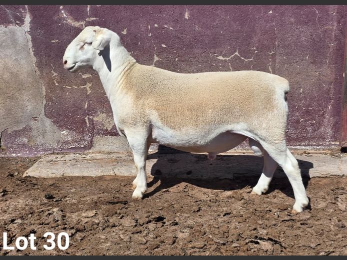 24327 | KASTEEL WITDORPERS