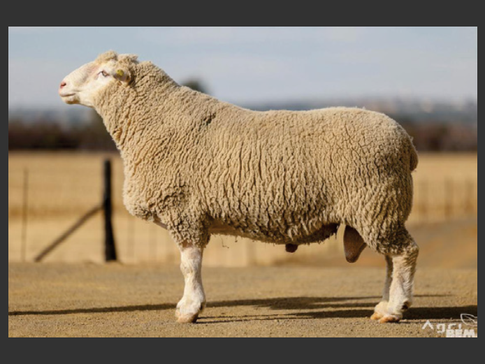 SEMEN | DZ 190389 | EKSTEEN’S HATARI DORMER STUD