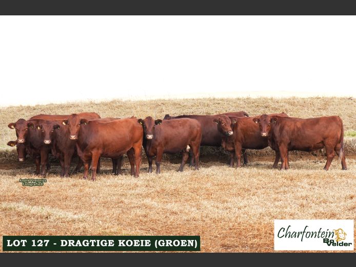 Dragtige koeie