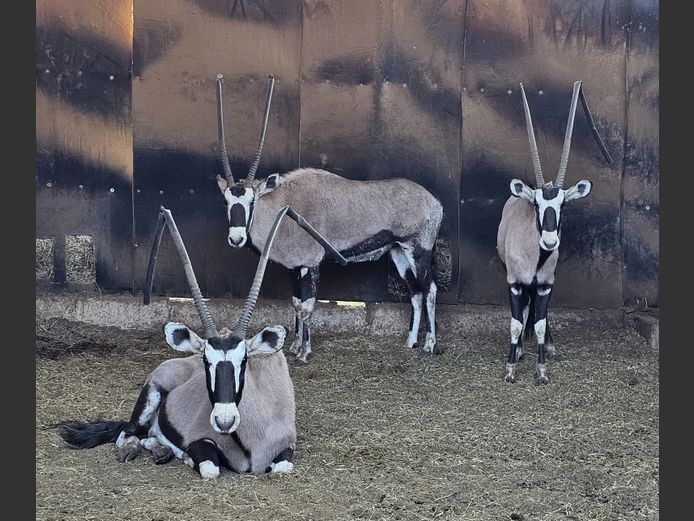 GEMSBOK | MHEMBWE